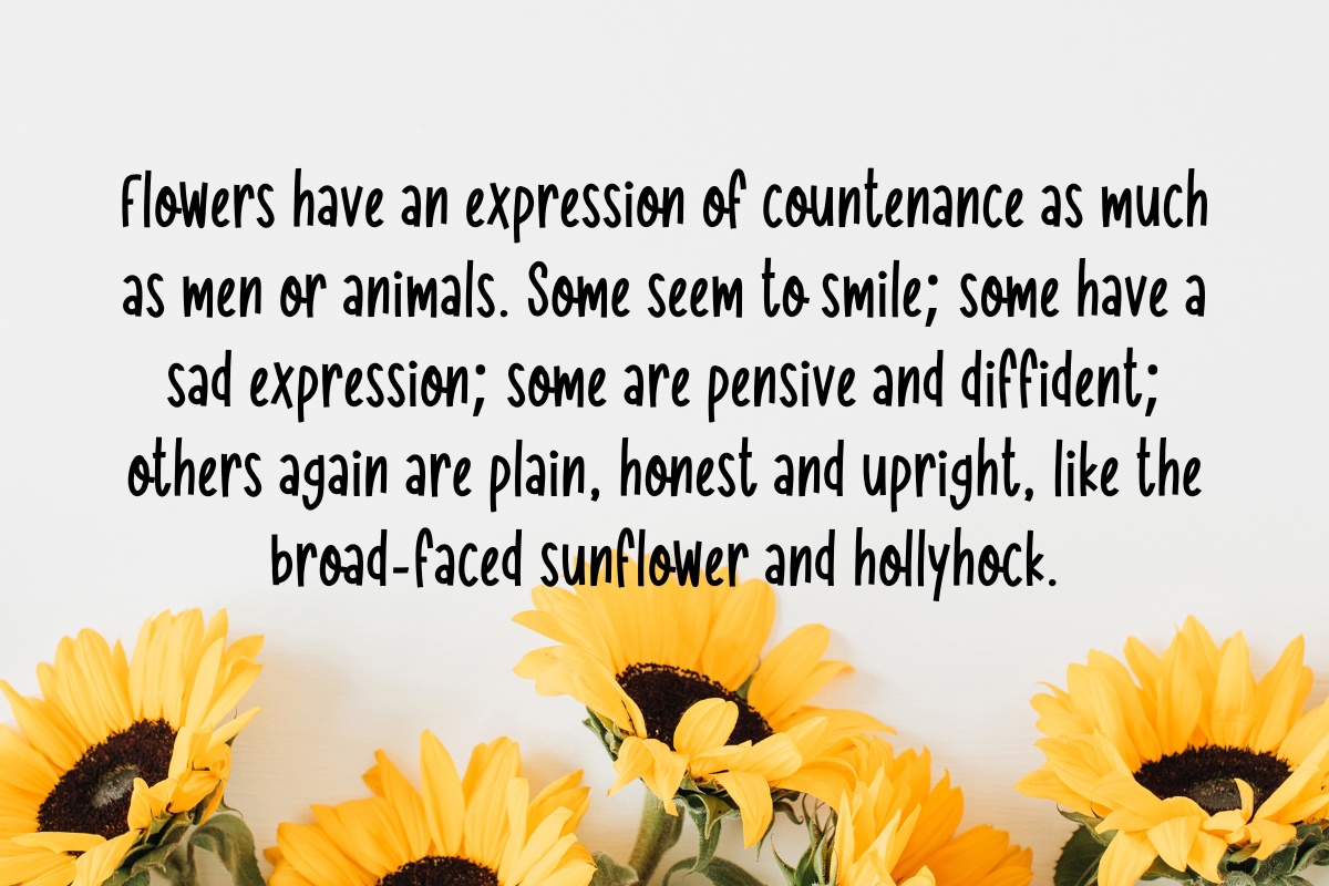 Example font Morning Sunflower #2